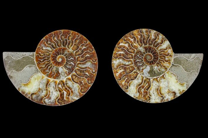 Agate Replaced Ammonite Fossil - Madagascar #166870